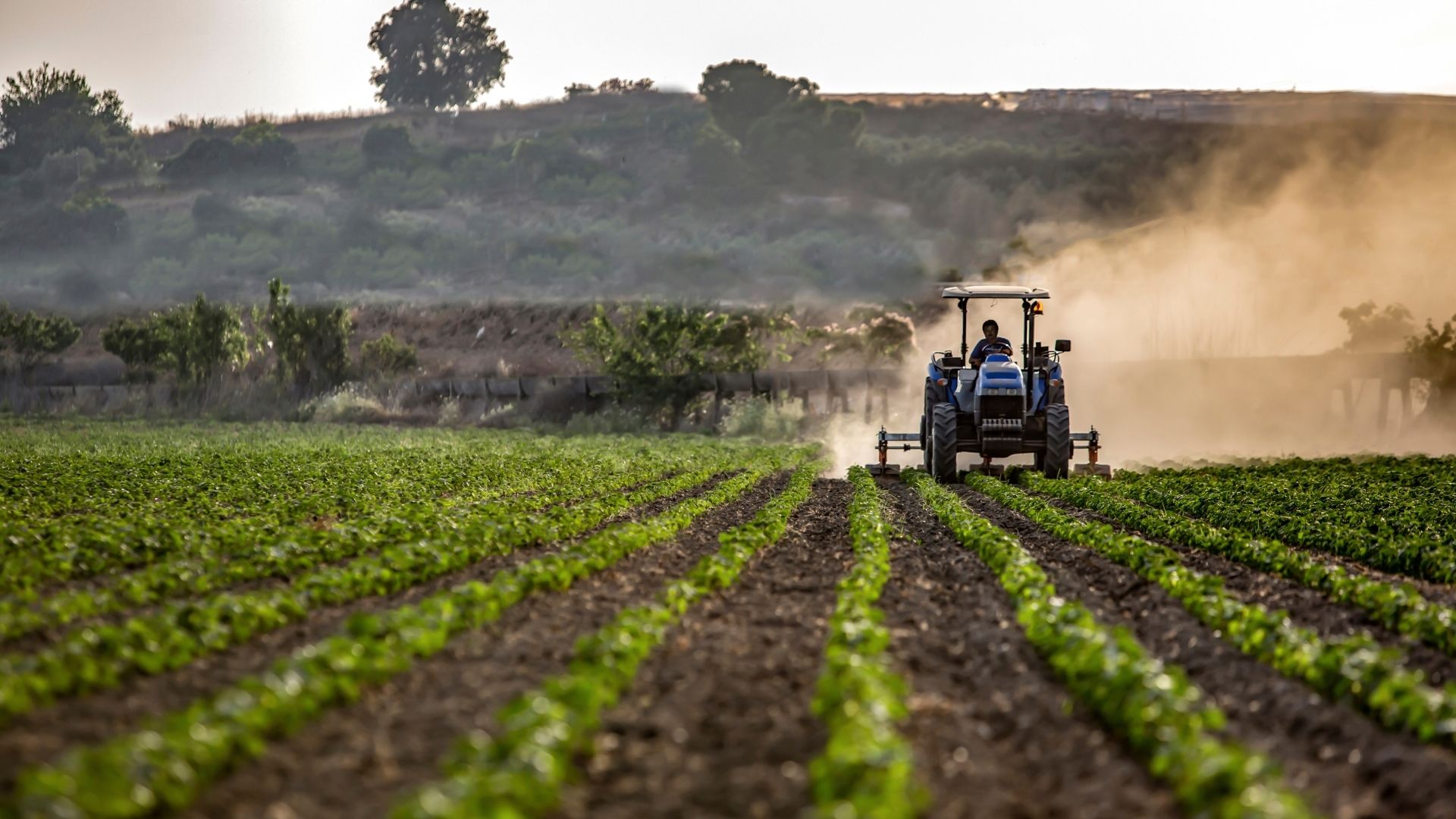 trattore mentre lavora un campo